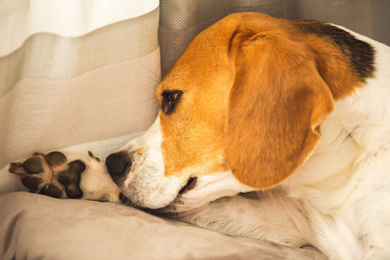 Köpeklerde Uyuz Belirtileri Nelerdir? Tedavisi Mümkün Mü?