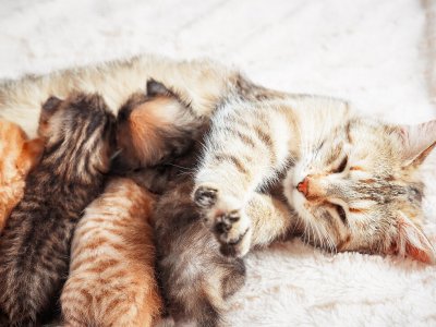 Hamile Kedi ve Yavrularının Sağlığı İçin Bilmeniz Gereken Her Şey